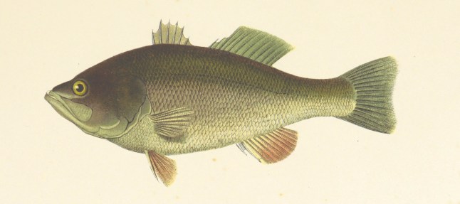 דג מהבריטיש ליבררי פליקר